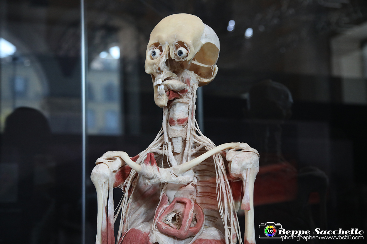 VBS_2834 - Mostra Body Worlds.jpg